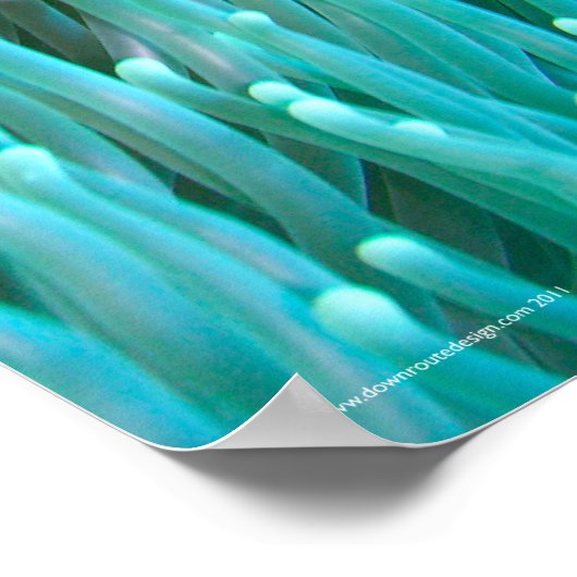 Poster Poisson clown (Coin)