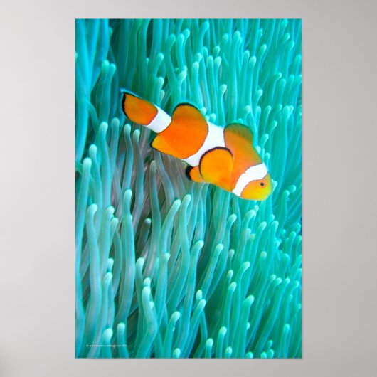 Poster Poisson clown (Devant)