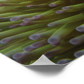 Poster Poisson clown ( Amphiprion ocellaris ) (Coin)
