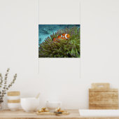 Poster Poisson clown ( Amphiprion ocellaris ) (Cuisine)