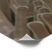 Poster Poisson clown de Raja Ampat (Coin)