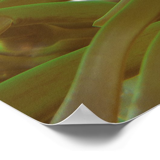 Poster Poisson clown en anémone vert. Coralreef Raja Ampa (Coin)