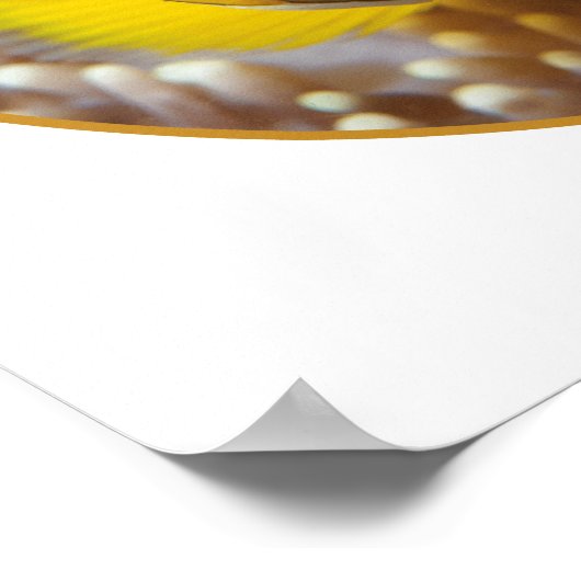 Poster Poisson clown - Gros plan ! Conception photographi (Coin)