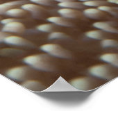 Poster Poisson clown - Gros plan ! So cute - Nemo en Anem (Coin)