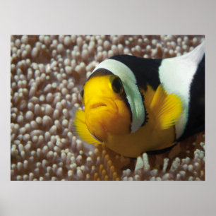 Poster Poisson clown - Gros plan ! So cute - Nemo en Anem