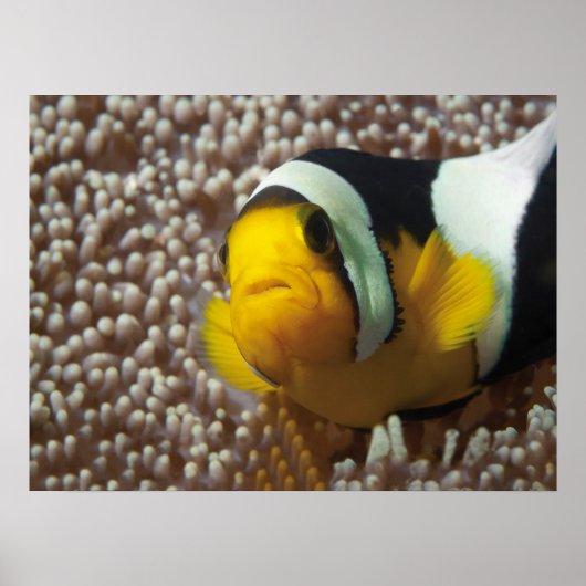 Poster Poisson clown - Gros plan ! So cute - Nemo en Anem (Devant)