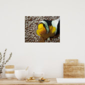 Poster Poisson clown - Gros plan ! So cute - Nemo en Anem (Cuisine)