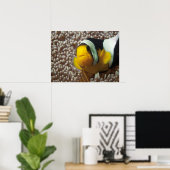 Poster Poisson clown - Gros plan ! So cute - Nemo en Anem (Bureau à domicile)