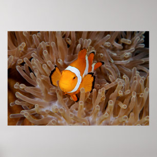 Poster Poisson-clown - Molokai, falaise de la côte nord