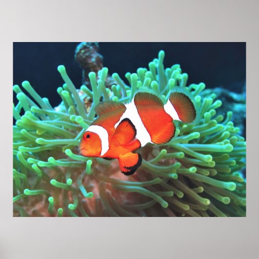 Poster Poisson clown nerveux (Devant)