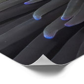 Poster Poisson-clown Spinycheek (Coin)