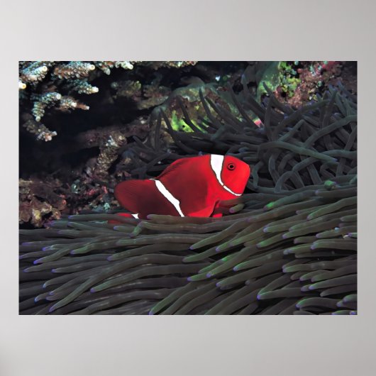 Poster Poisson-clown Spinycheek (Devant)