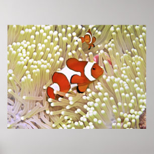 Poster Poisson-clown vibrant