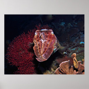 Poster Poisson-cou dans les Gilis