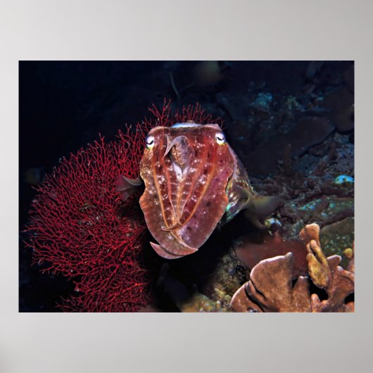 Poster Poisson-cou dans les Gilis (Devant)