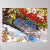 Poster Poisson-cou en cécité (Devant)