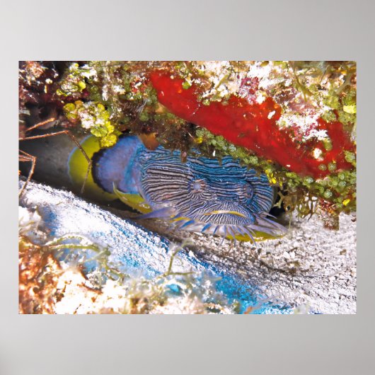 Poster Poisson-cou en cécité (Devant)