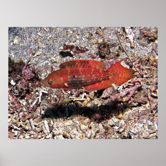 Poster Poisson Crimson (Devant)