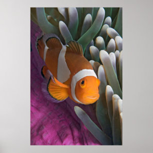 Poster Poisson d'anémone clown occidental