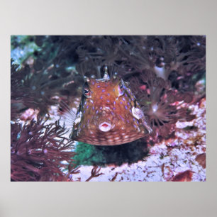 Poster Poisson dans le Komodo
