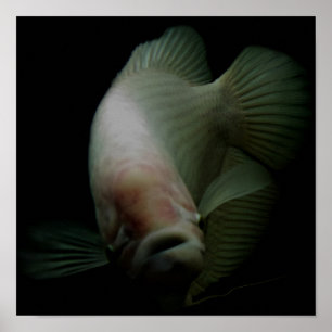 Poster Poisson dans le portrait de réservoir