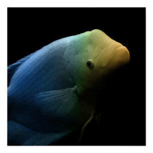 Poster Poisson dans un réservoir - Photographie d'art