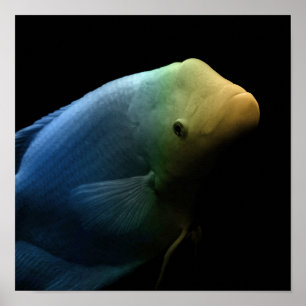 Poster Poisson dans un réservoir - Photographie d'art
