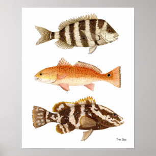 Poster Poisson de gibier d'eau salée