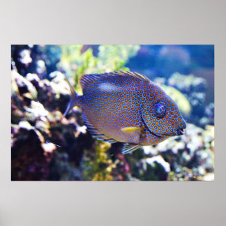 Poster Poisson de lapin tacheté orange