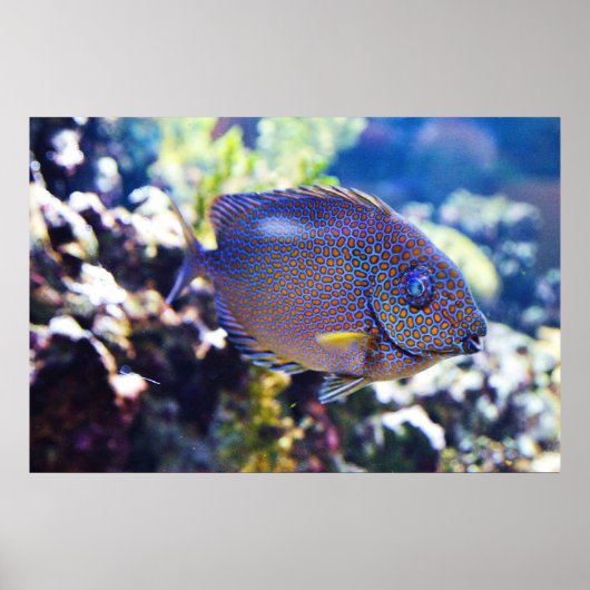 Poster Poisson de lapin tacheté orange (Devant)