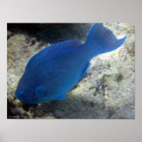 Poisson de perroquet bleu