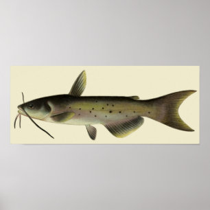 Poster Poisson de poisson vintage, Vie marine
