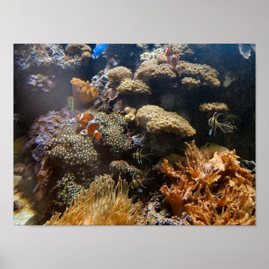 Poster Poisson de récif - Poisson clown (Devant)