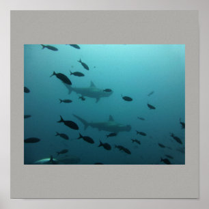 Poster Poisson de requin à marteau nager gris gris gris g