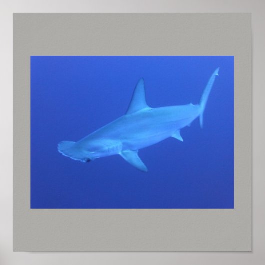 Poster Poisson de requin à marteau nager gris gris gris g (Devant)