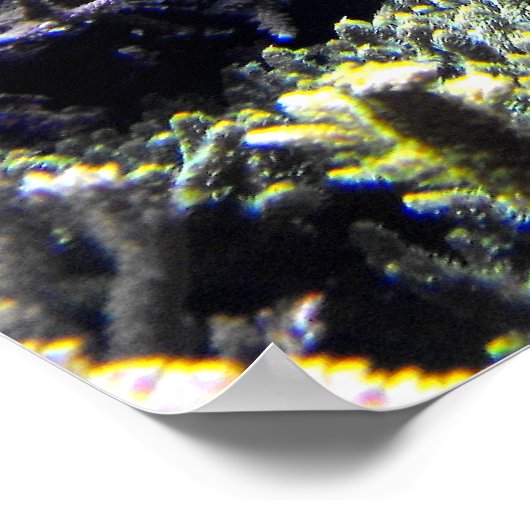 Poster Poisson de tang royal et de tang jaune (Coin)