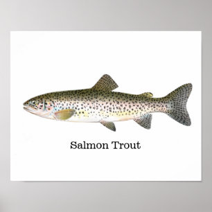 Poster Poisson de truite saumon
