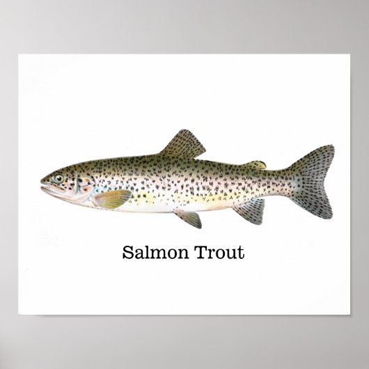 Poster Poisson de truite saumon (Devant)