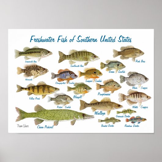 Poster Poisson d'eau douce du sud des États-Unis (Devant)