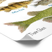 Poster Poisson d'eau douce du sud des États-Unis (Coin)