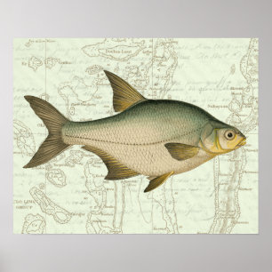 Poster Poisson d'eau douce sur la carte