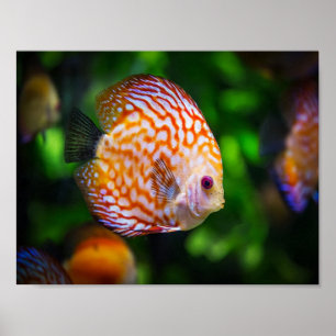 Poster Poisson Discus