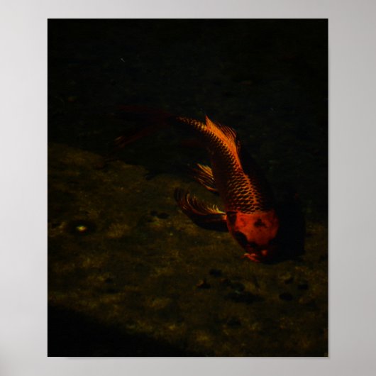 Poster poisson d'or (Devant)