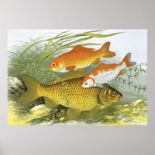 Poster Poisson d'or aquatique vintage Poisson Koi, Vie ma