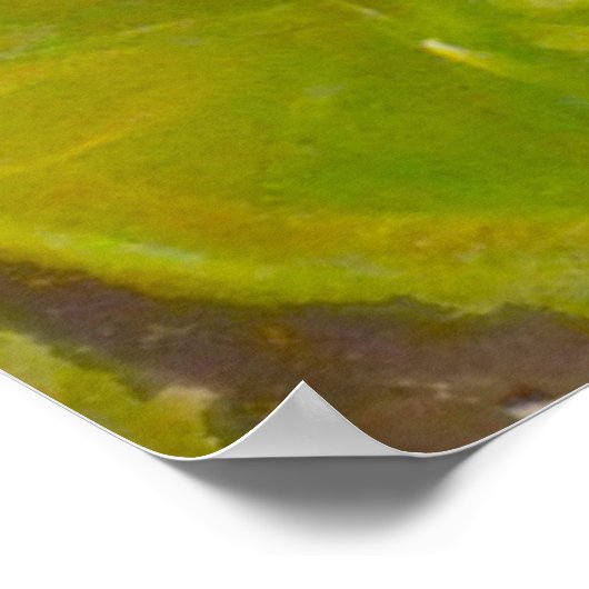 Poster Poisson D'Or Koi Pond Water Lys (Coin)