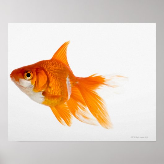 Poster Poisson d'or, vue latérale (Devant)