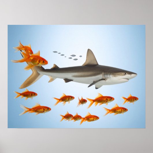 Poster Poisson Doré et Requin (Devant)