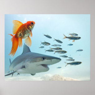 Poster Poisson Doré et Requin