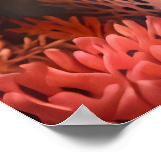 Poster Poisson d'os nager à travers le corail (Coin)