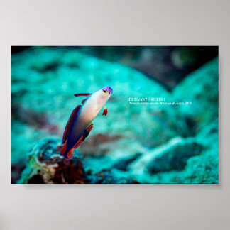 Poster Poisson-éléphant élégant